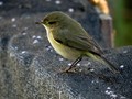 felosinha-comum (Phylloscopus collybita)