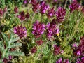 tomilho-cabeçudo (Thymus lotocephalus) ©Manuela David