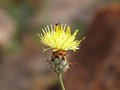 Centaurea occasus ©Maria José Correia