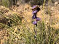 globulária (Globularia alypum) ©Manuela David