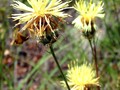 Centaurea occasus ©André Carapeto