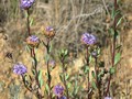 globularia_alypum