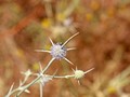 eryngium-corniculatum ©Maria José Correia