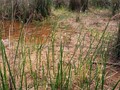 eleocharis-palustris ©Manuela David