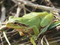 m-hyla-meridionalis ©Mário Hilário.