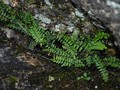 asplenium-trichomanes ©Manuela David