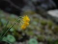 narcissus-calcicola ©Manuela David