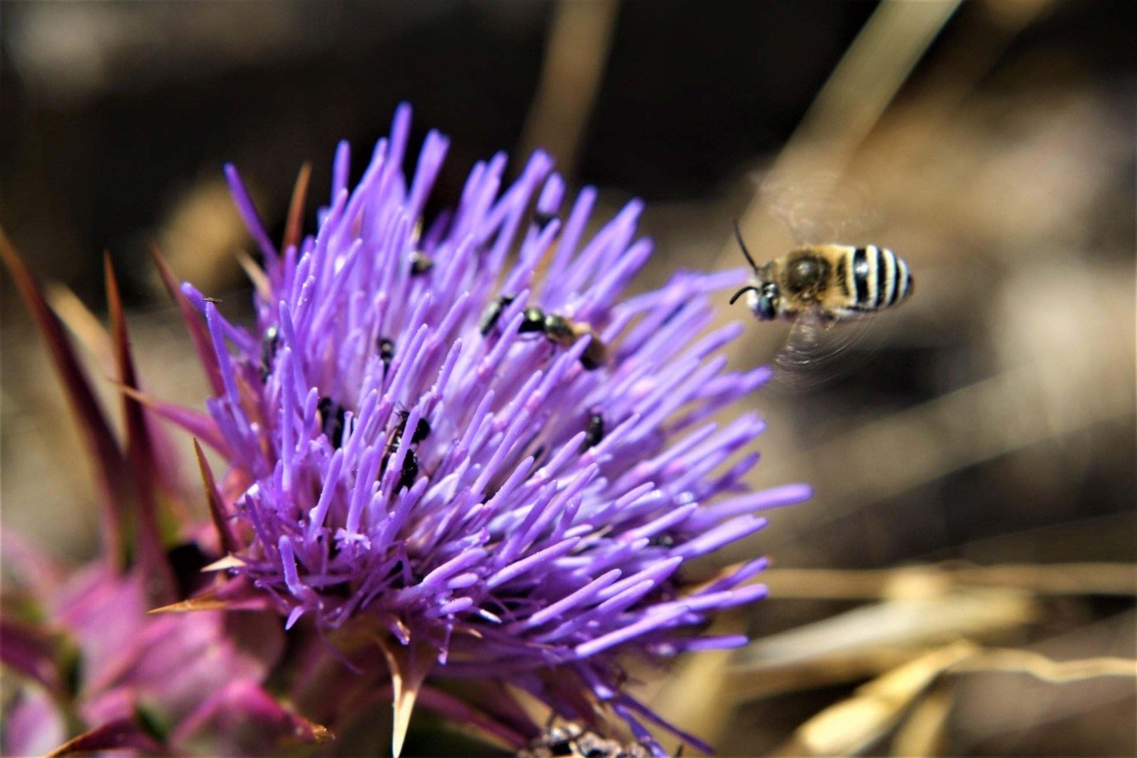 Biodiversidade: Conhecer para Valorizar